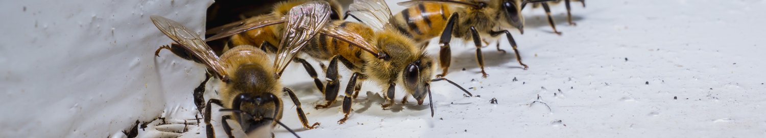 Bee Removal Melbourne