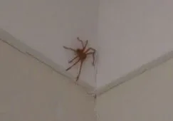 Huntsman spider with long legs held sideways, flat against a surface