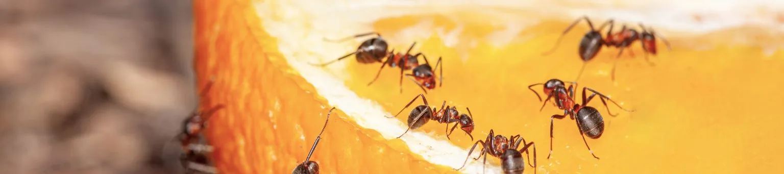 Ant control Melbourne — Protech Pest Control