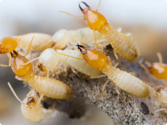Termite treatment in Melbourne