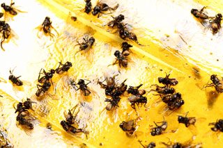 home fly sitting on delicious ham sandwich