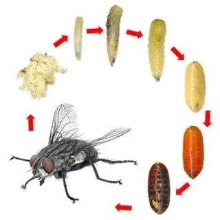 Fly life cycle diagram