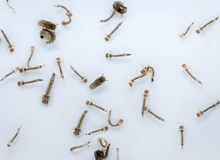 Mosquito larvae (wrigglers) visible in standing water, showing their aquatic stage before emerging as adults