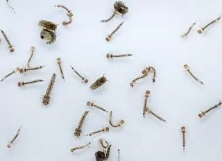 Mosquito larva in standing water