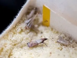 Moth-infested food showing webbing and larvae