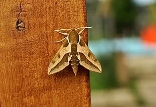 Moth pest control Melbourne