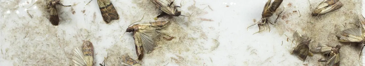 Moths — Protech Pest Library guide