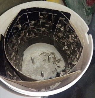 Moths in the moth trap