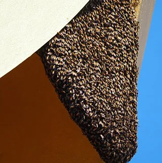 bee hives removal