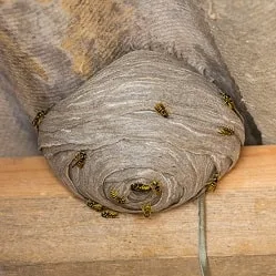 Paper Nests