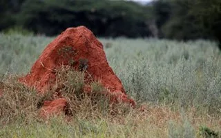 Pest control protecting crops and produce on a Melbourne farm