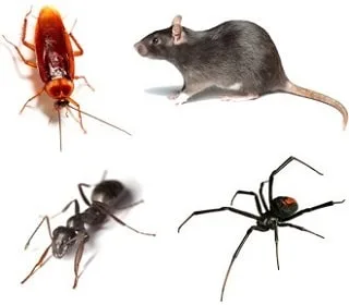 Pests are a contamination risk in restaurants and commercial kitchens