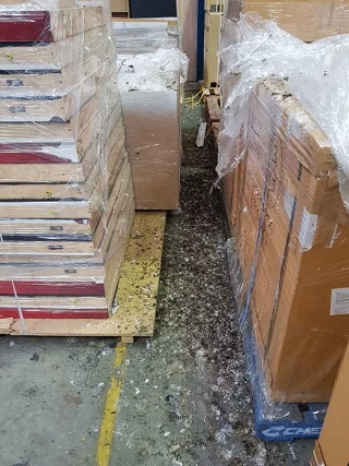 Pigeon droppings contamination on Melbourne property