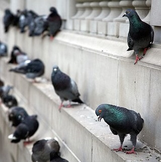 Pigeons