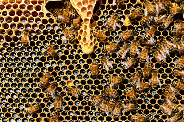 Bee Hives
