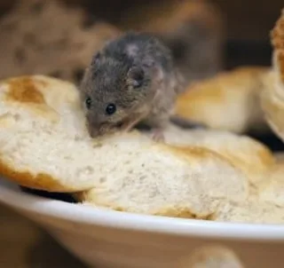 A rodent in a commercial kitchen — a critical food-safety risk