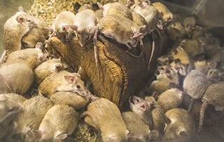 Rat infestation Melbourne