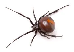 Female redback spider showing the red stripe on a shiny black abdomen