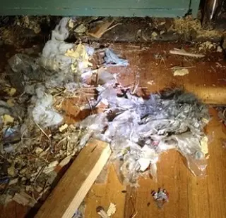 Rodent Nest