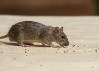 Rodent pest control Melbourne