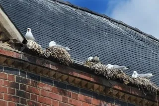 Seagulls nesting in gutters of a Melbourne building