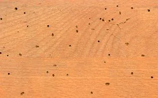 Signs of wood borer infestation — exit holes and frass