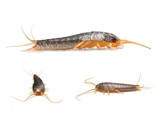 Silverfish pest control Melbourne