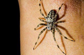 Spider removal melbourne