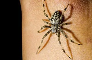 Spider control technician treating a Melbourne home