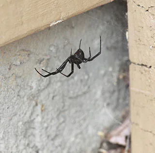 Common spiders found in Melbourne homes