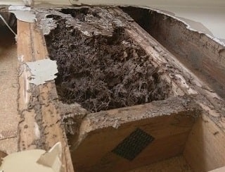 Termites Damage