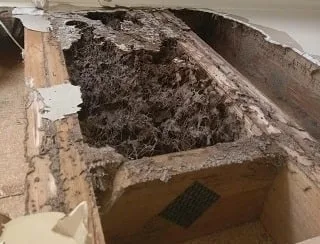 Termite Control