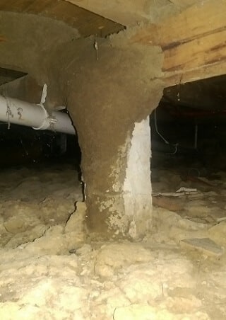 Termite Infestation