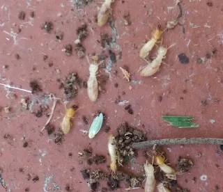 Termite monitoring system protecting a Melbourne home