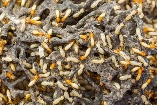 Subterranean termites feeding inside damaged structural timber