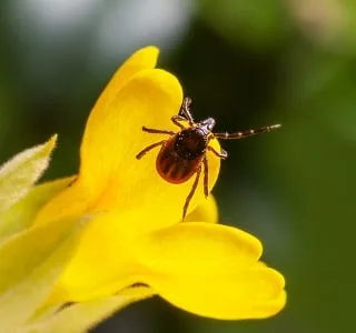 Tick control