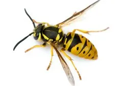 European wasp showing distinctive yellow and black banding, transparent wings and yellow legs