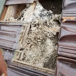 Wasp nest removal Brighton
