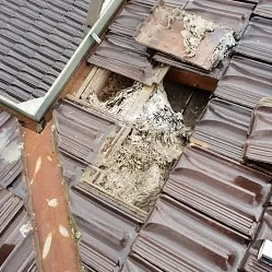 Wasp nest removal Frankston