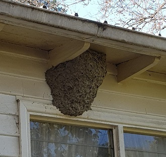 Wasp nest