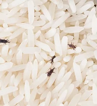 Weevils among rice grains showing hollowed kernels and grain dust from feeding damage