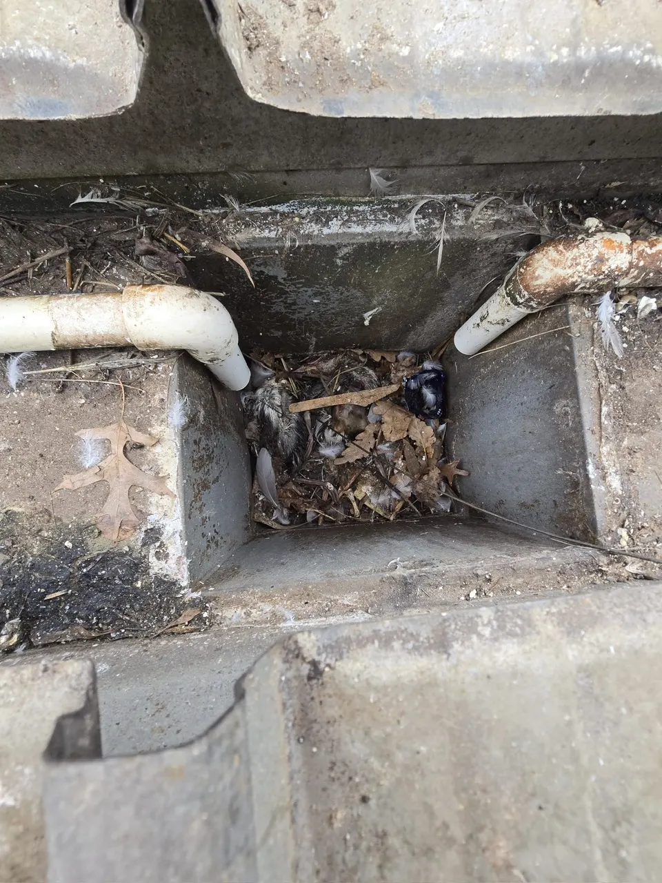Gull Nesting Debris in a Box Gutter