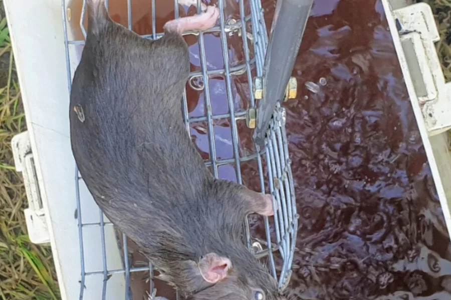 A rat removed from a trap inside a bait station during a Protech service