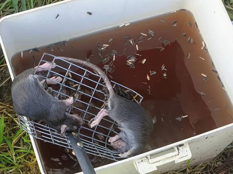 Two rats removed from a trap inside a Protech bait station