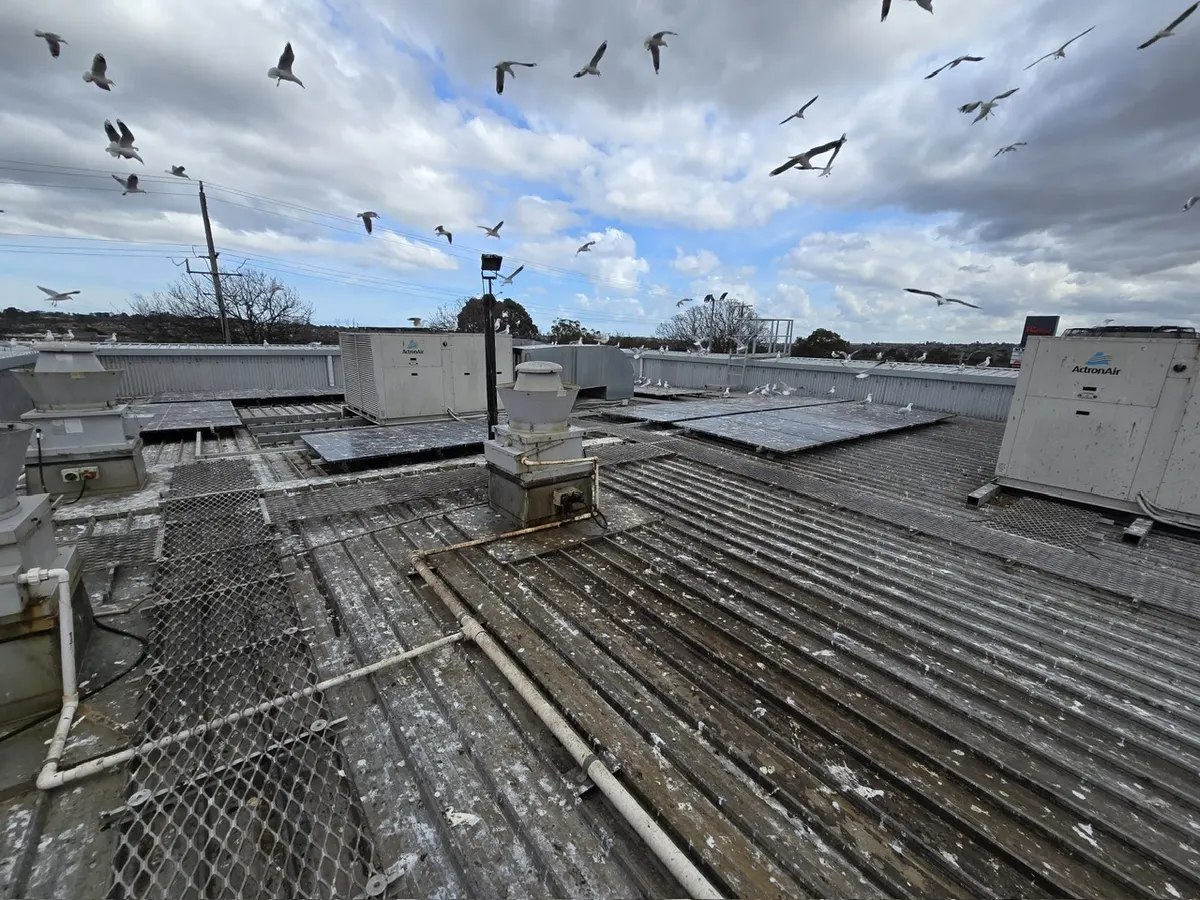 A Resident Gull Flock — Commercial Roof