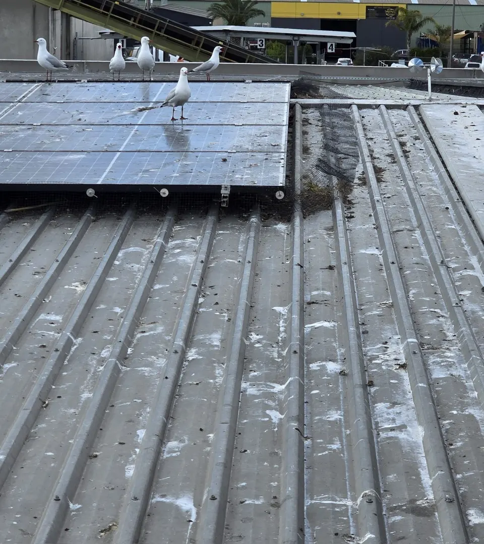 Seagull Fouling on a Commercial Roof