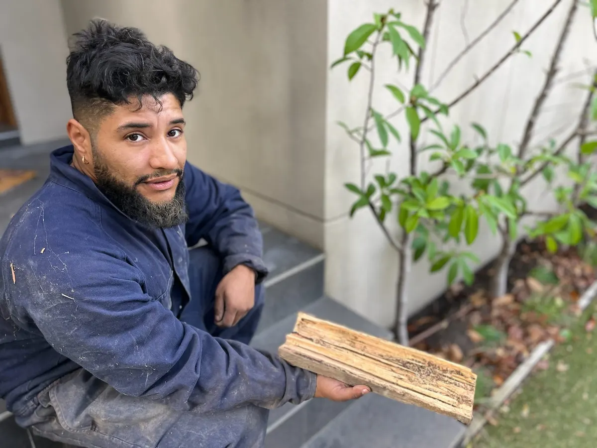 Termite-Damaged Timber Found on Inspection