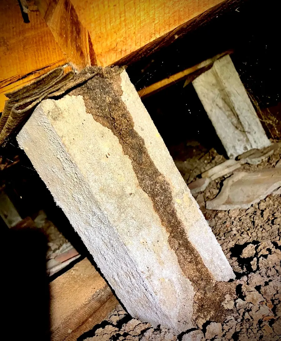 Termite Mud Lead on a Subfloor Stump
