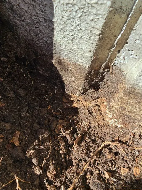 Termite Workings at an External Entry Point